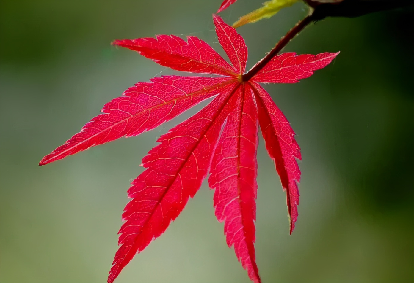 同樣是紅楓，日本紅楓、美國紅楓、中國紅楓到底有何不同？