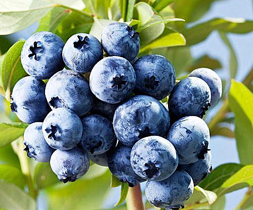 24种常见水果的挑选秘笈：教你如何挑选出更新鲜的水果，超实用