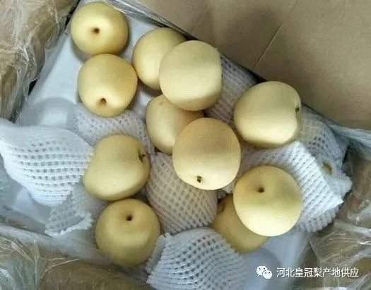 梨区辞旧迎新季：只要制冷技术好，梨子也能缓