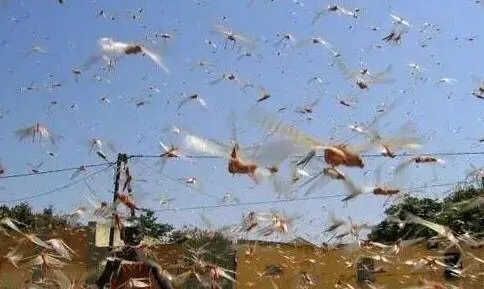 巴基斯坦人：终于盼到中国朋友来了，庄稼有救了！