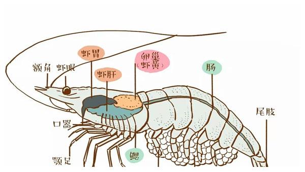 虾的头部,而且当雌虾的性腺没有发育成熟时,卵巢的营养价值也是很低的