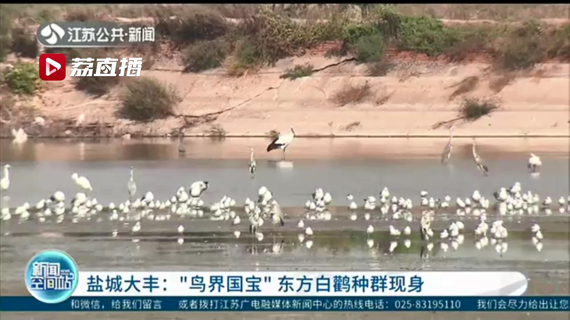 “鸟界国宝”东方白鹳种群现身盐城大丰 数十只集中连续出现实属罕见