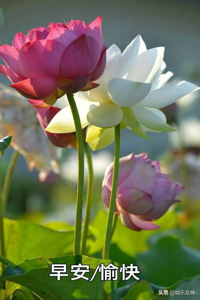 过去的一页，能不翻就不要翻，翻落了灰尘会迷了双眼，早安