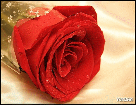 动态|情人节动态表情微信图片大全合集 情人节快乐动图送给大家