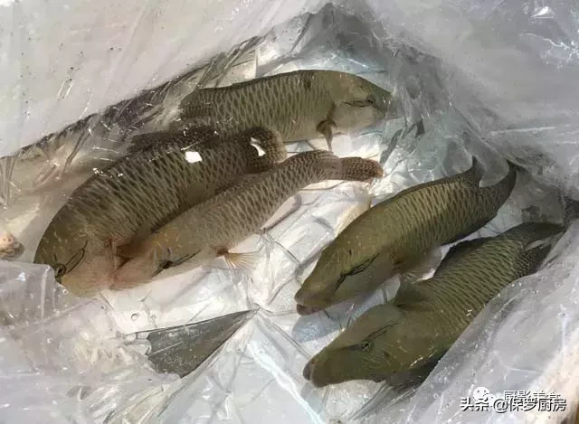 史上最全的顶级“海鱼”海鲜大全,全吃过的你人生就到达了巅峰!