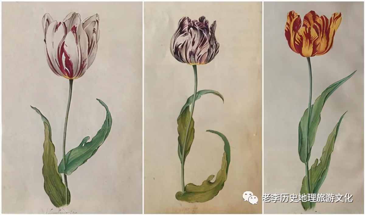 鬱金香泡沫- 頭條匯