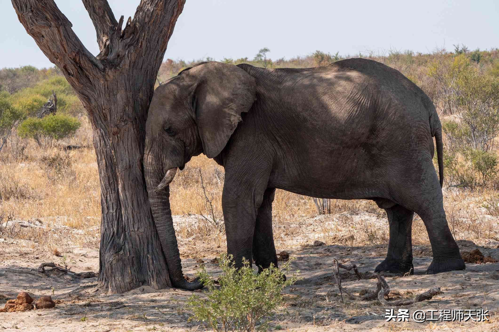 Does the elephant sleep standing up or lying down?The sleeping posture