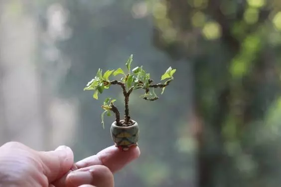 比指甲蓋還小的微型盆栽，養好了比蘭花還值錢