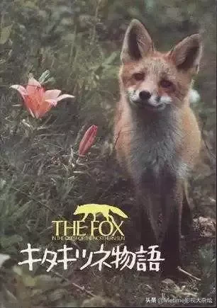 推荐30多部精彩的冷门电影,大家可以收藏起来慢慢看