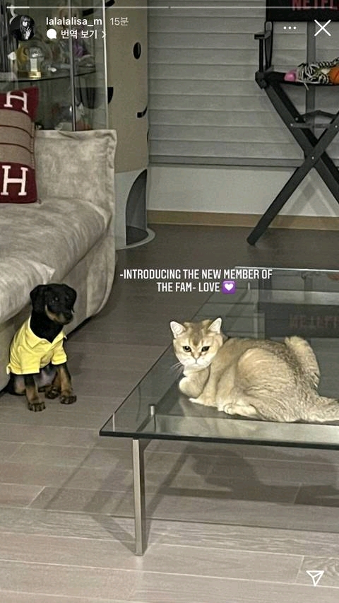 因為金希澈不推薦領養遺棄犬發言，LISA花錢買的動物也成熱議對象