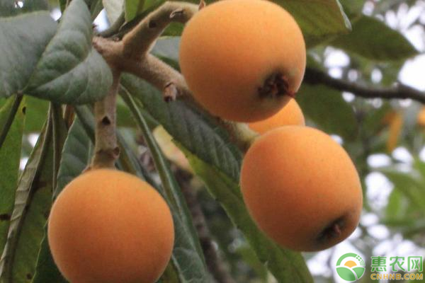 2020年枇杷价格多少钱一斤？枇杷种植能赚钱么？