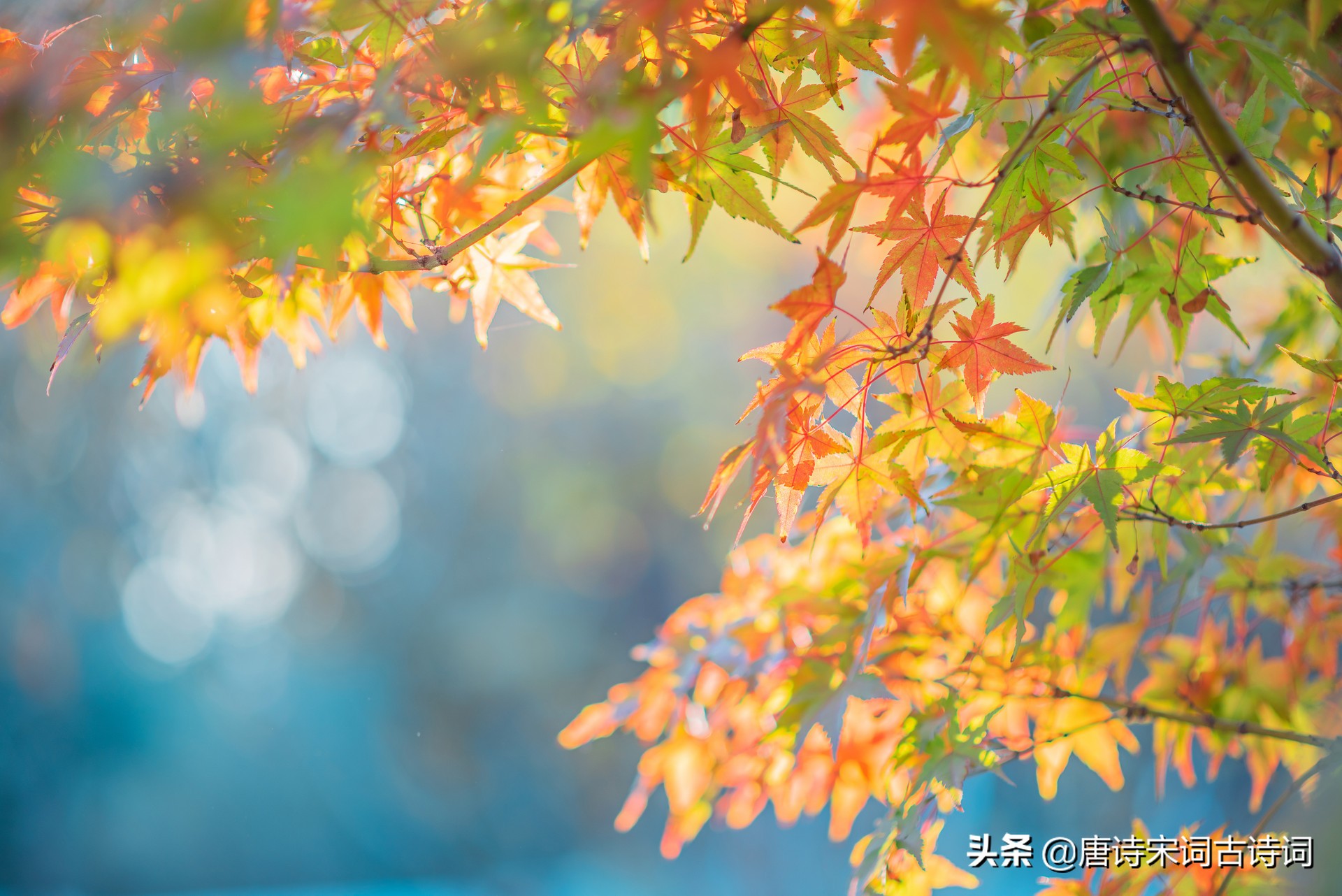 唐诗中描写秋天的诗句，你都知道么-第1张图片-非凡网
