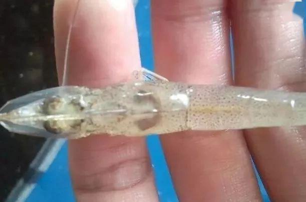 虾肝脏不好出现白便的原因 虾肝脏引起的白便如何治疗