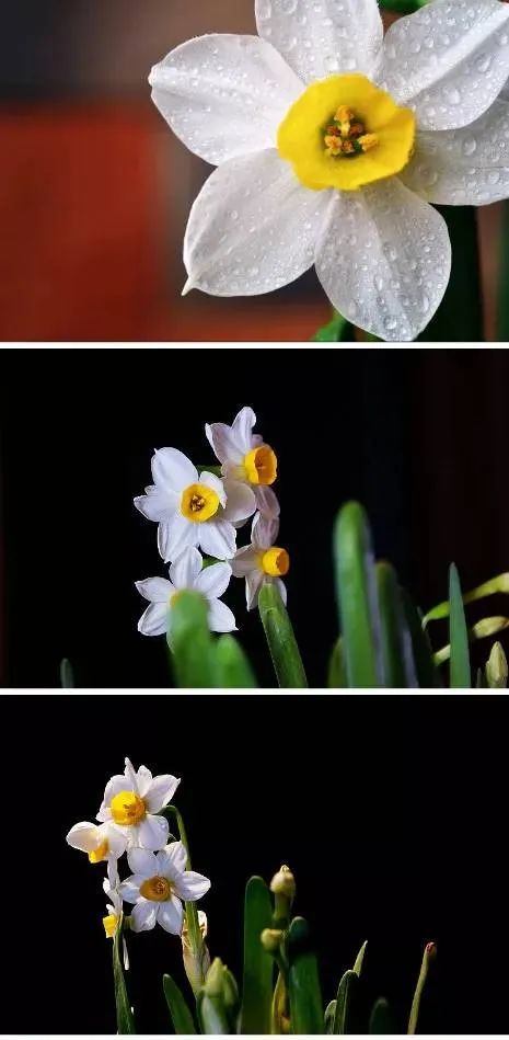 中國十大名花，美呆了