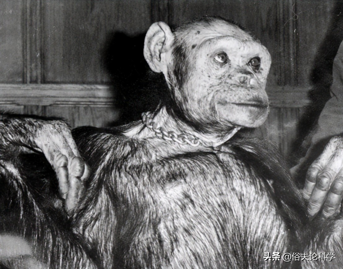 100年前，5名女性为科学献身，和黑猩猩杂交，后来怎么样了？