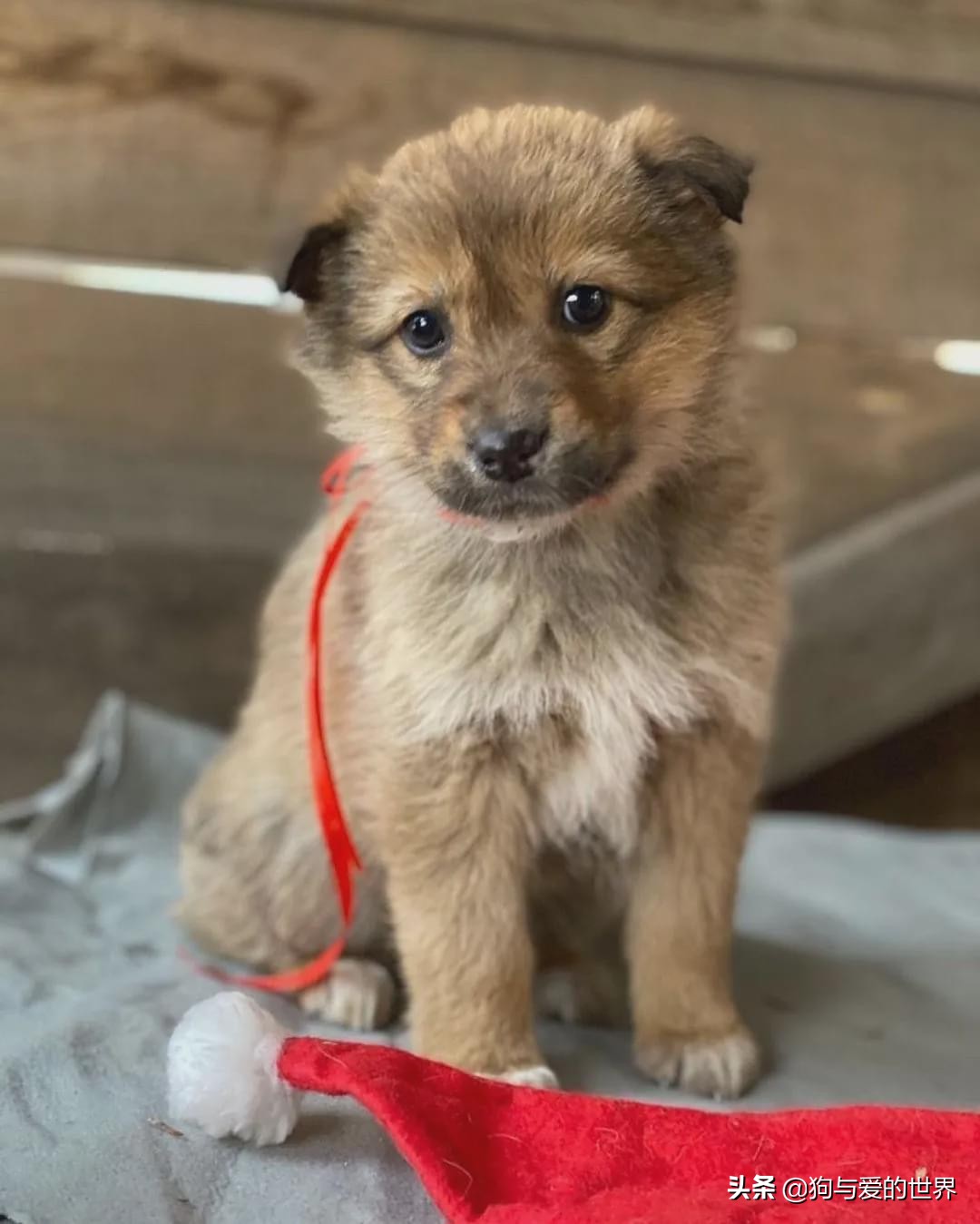 The stray dog hugged 7 babies before being frozen to death. Volunteer: It took two days to separate them