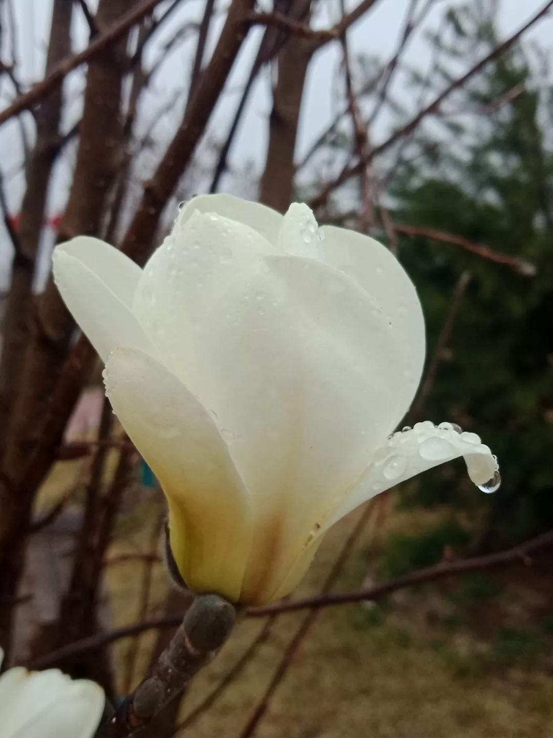 鲁抗医药再一次震撼了济宁西郊。老厂区的百米烟囱爆破了