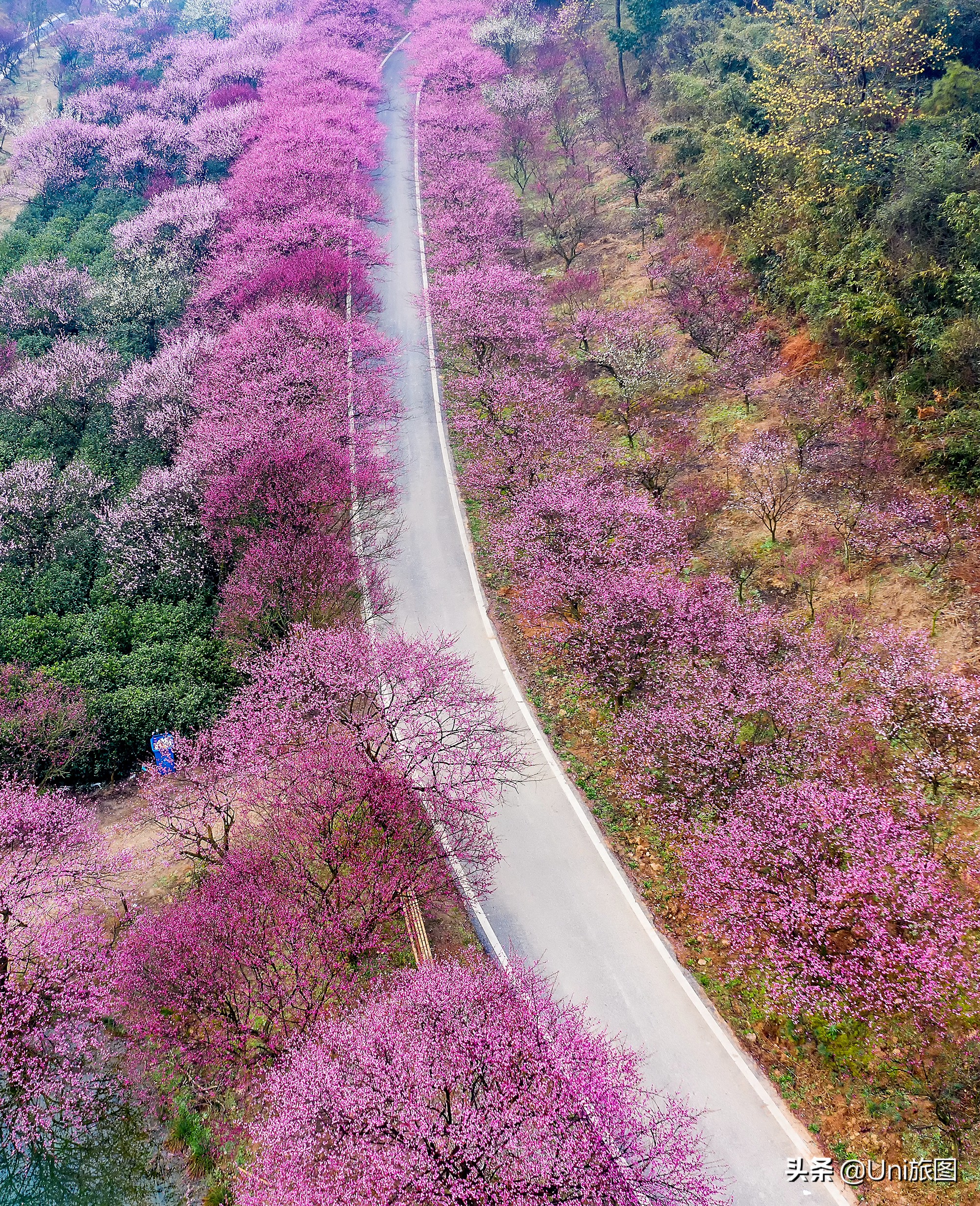 香港中國旅遊簽約攝影師趙永清：又是一年春來時，暖風輕撫桃花紅