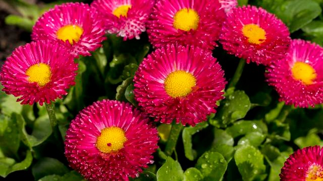 代表纯洁、天真、希望的花卉，送给最挚爱的他（她）