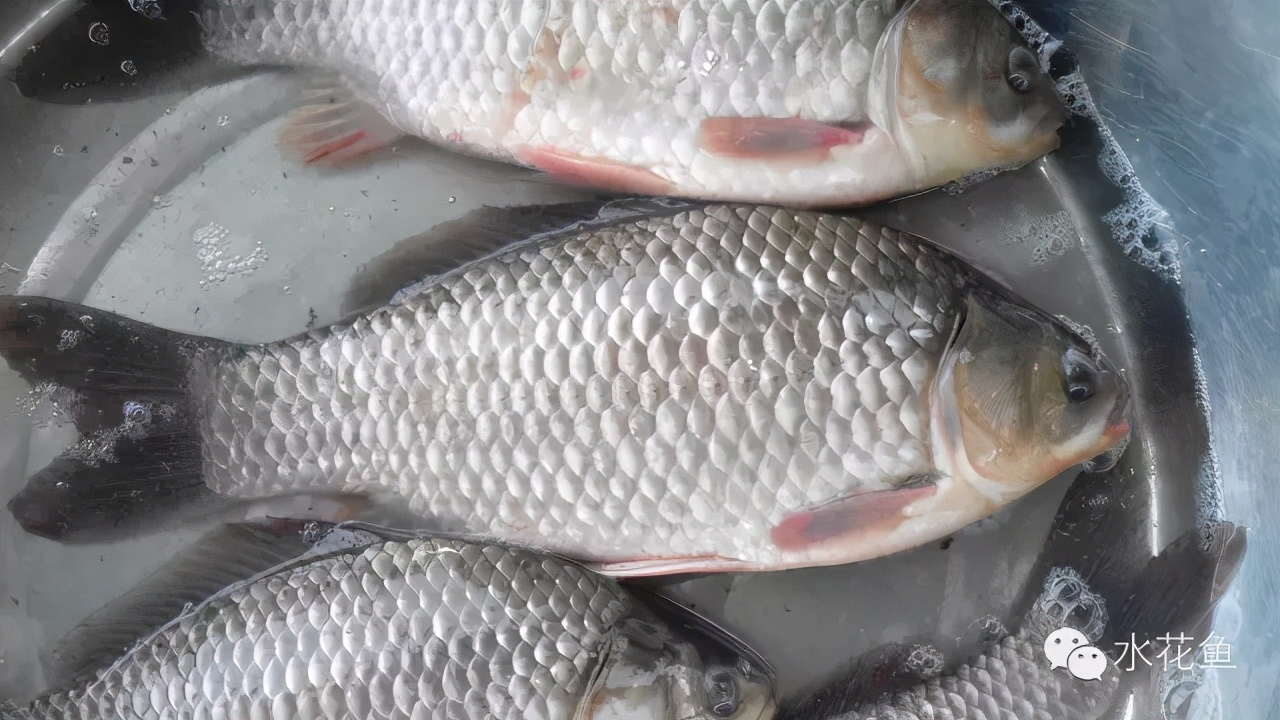 鱼类的天然食性：品种不同、大小不同，食性有异