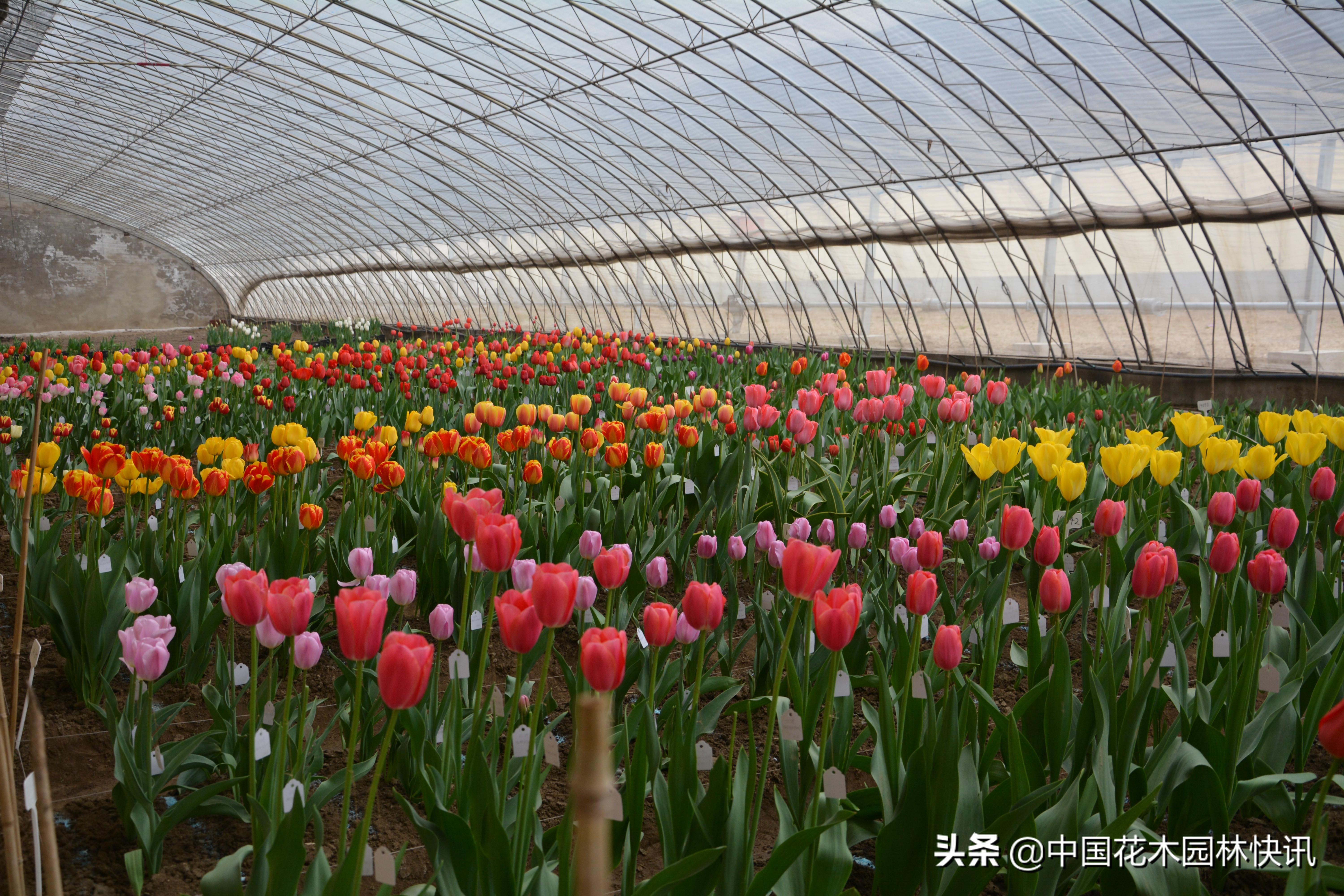 全国郁金香种质资源创新利用与产业化高峰论坛下月在辽宁召开