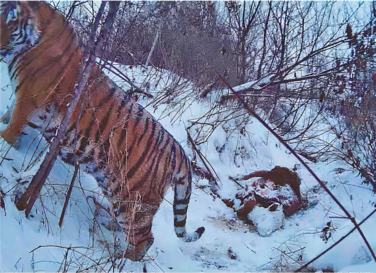Barbary lion vs Siberian tiger, who is the real king of cats?It turned