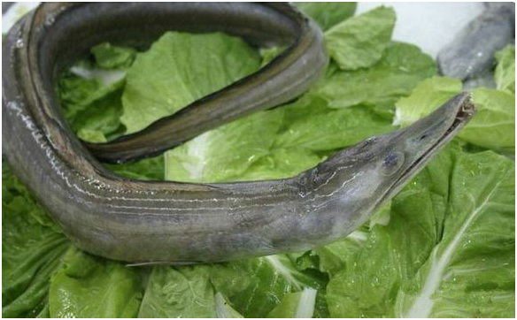 49 水白虾50 蛇鳗51 大头虾——中华管鞭虾52 剥皮鱼--绿鳍马面鲀重庆