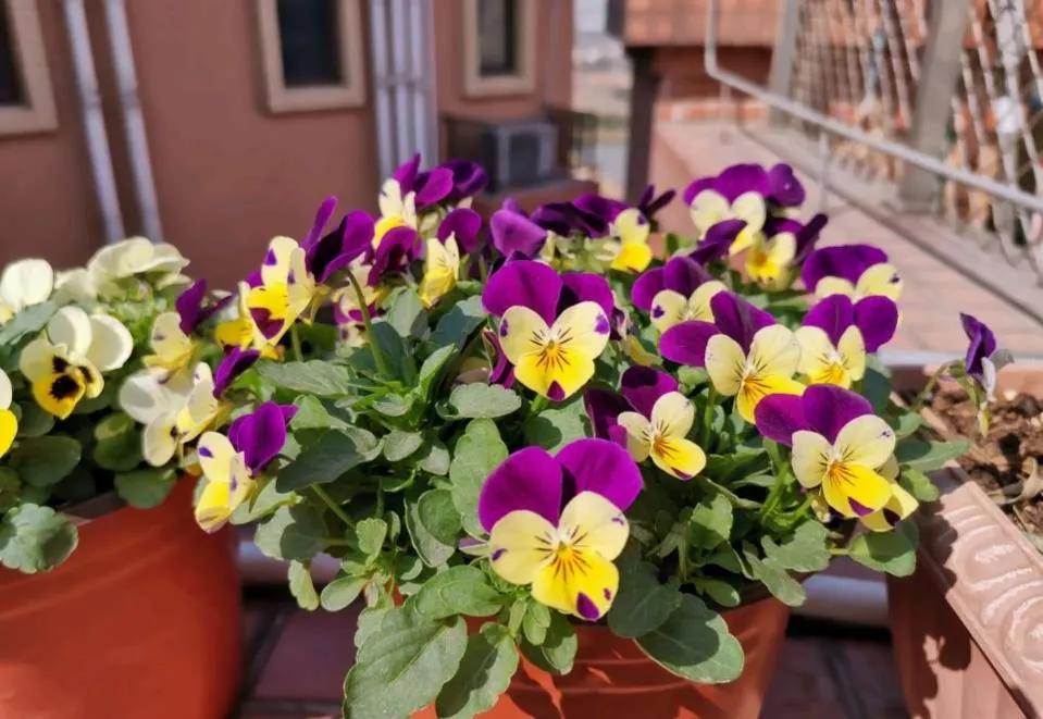 These "unpopular" flowers do not lose to celebrity" flowers, put