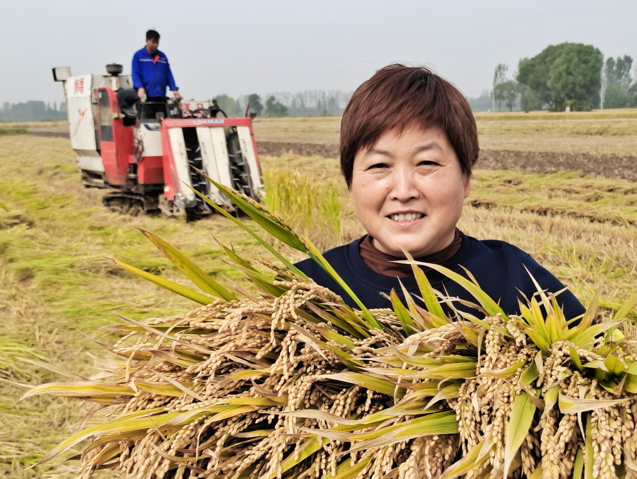 稻花飘香|【段双奇摄影作品】深秋时节看稻花飘香
