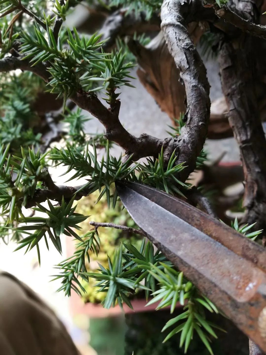 Pruning deciduous tree bonsai in winter is a necessary step to activate ...