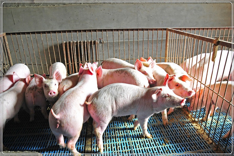 2021年开始未来三年，农村养猪行情怎么样？分析一下