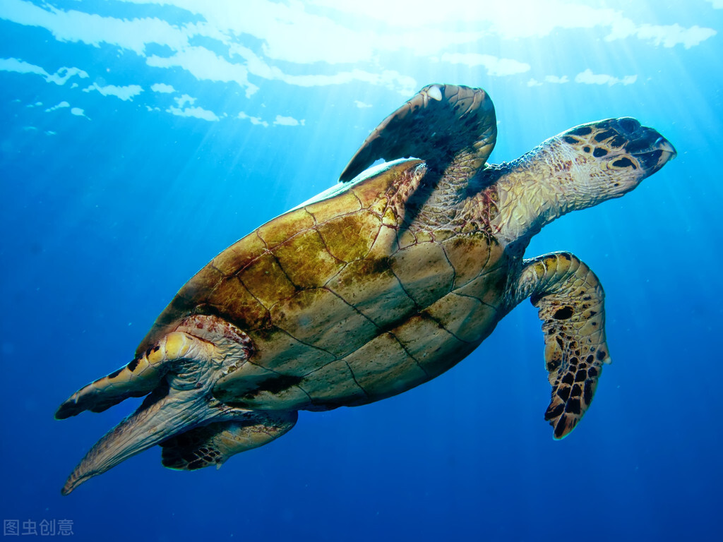 Very toxic!Sea turtle meat is highly toxic, but it has already been