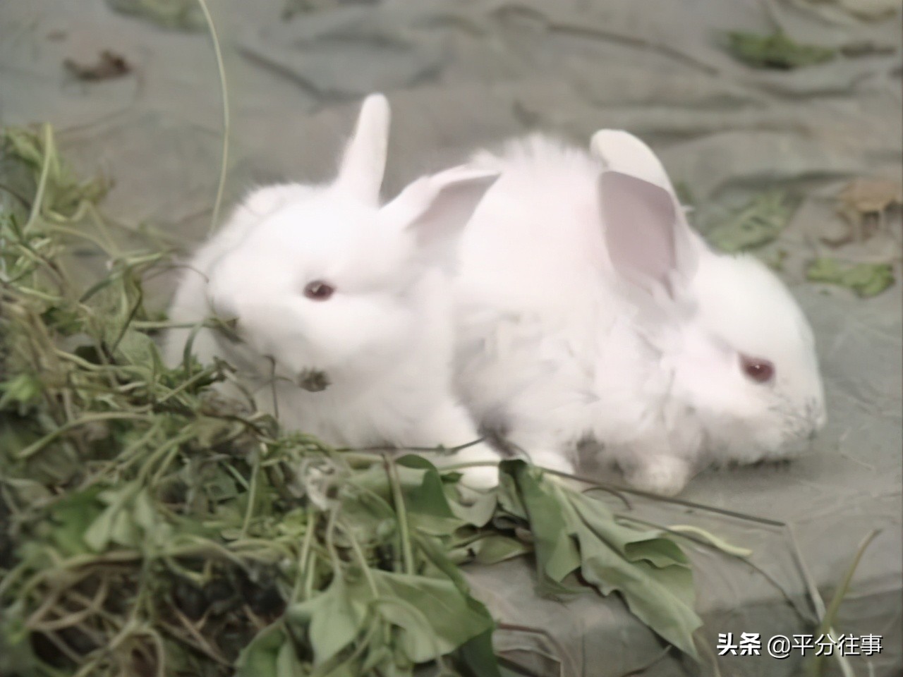 《新白娘子传奇》中的胡媚娘，究竟做错了什么