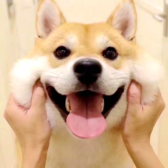 动物世界的幽默，15个动物笑话小故事，让人发笑又令人沉思-第4张图片-大千世界