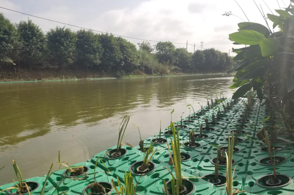 甘度河道治理成功案例（二）