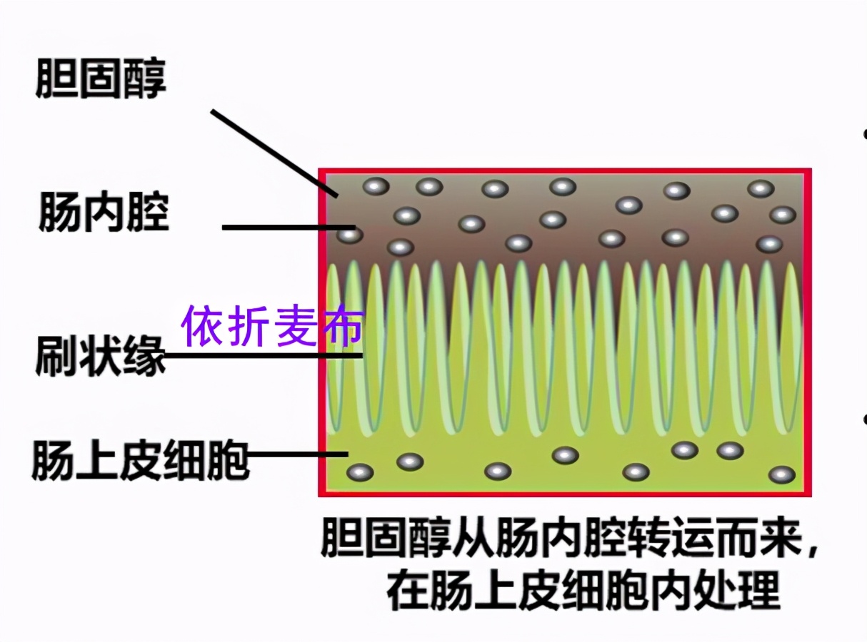 吃“他汀”降胆固醇，降不到标准就加量？错了