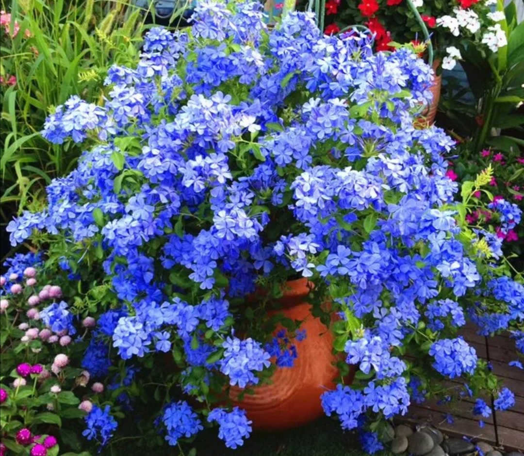 5 kinds of flowers are too watery, the leaves will droop and wilt if