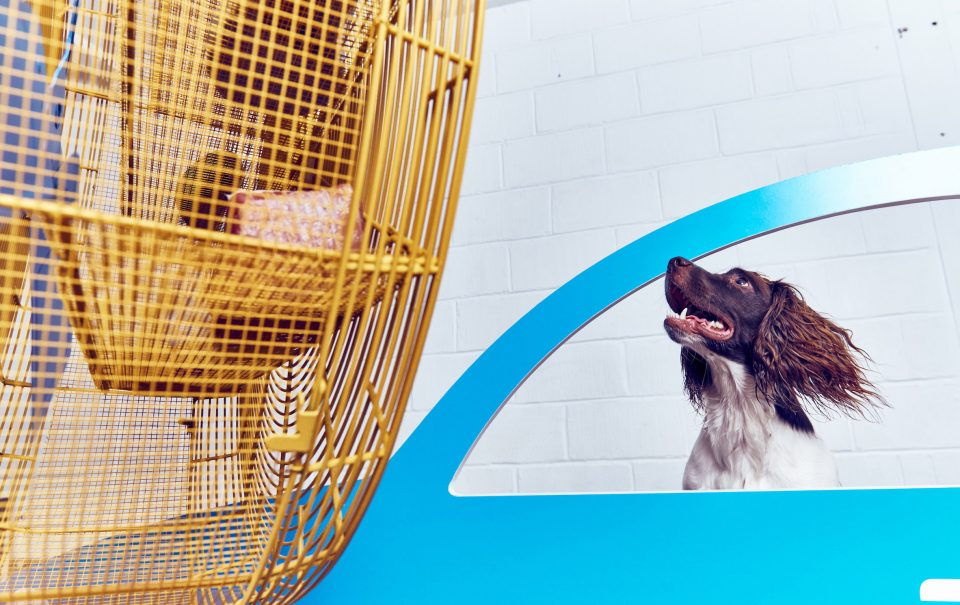 奇速英语时文阅读初一篇：全球首届专属狗狗的互动艺术展