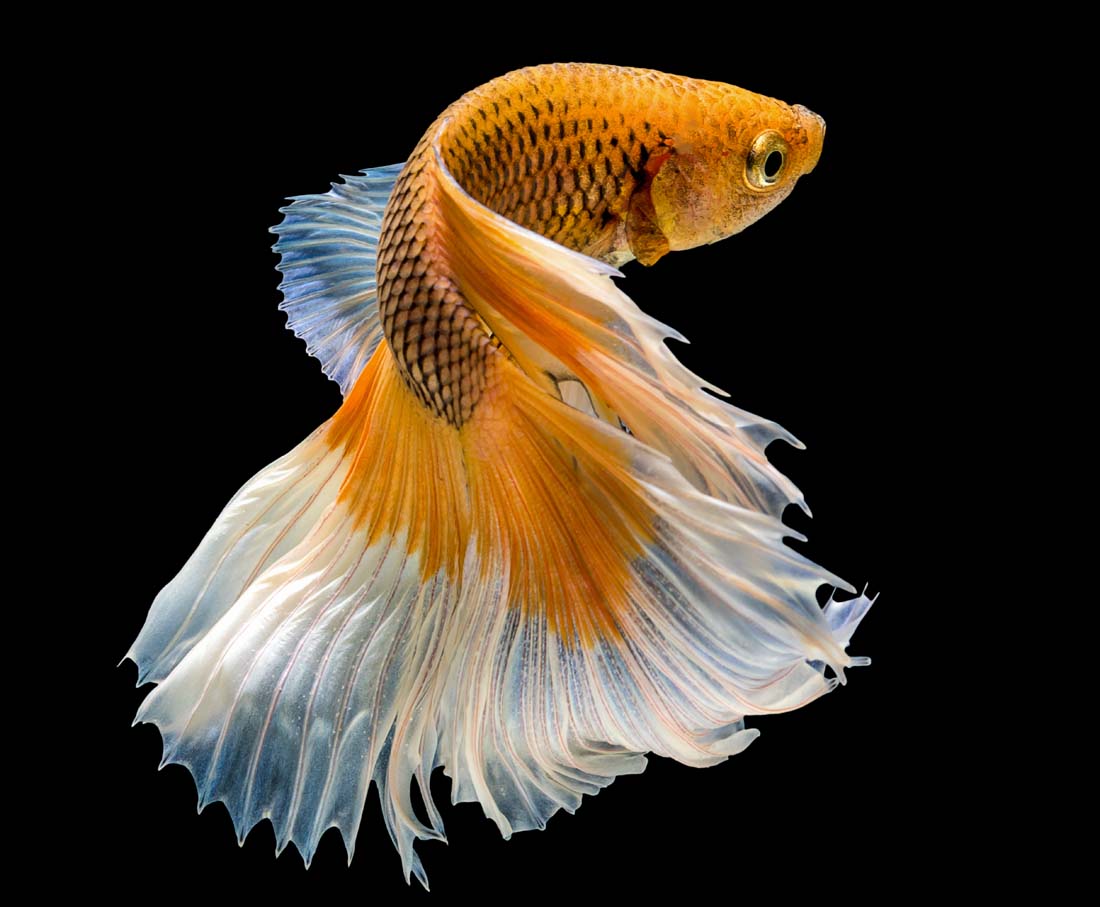 古代皇帝也养金鱼吗？乾隆最爱金鱼，还因此产生了一个独特的品种