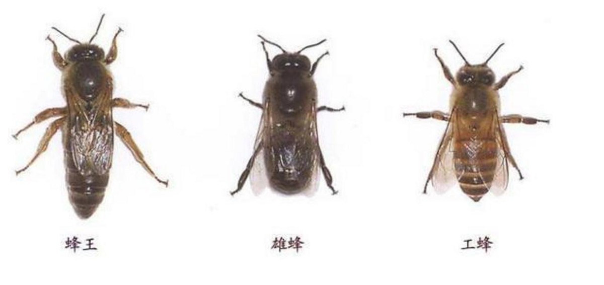 What is the cause of the death of drones after mating?Demystifying the