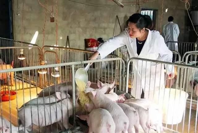 进口猪肉后，4000头活猪也来了，26个月后，是猪