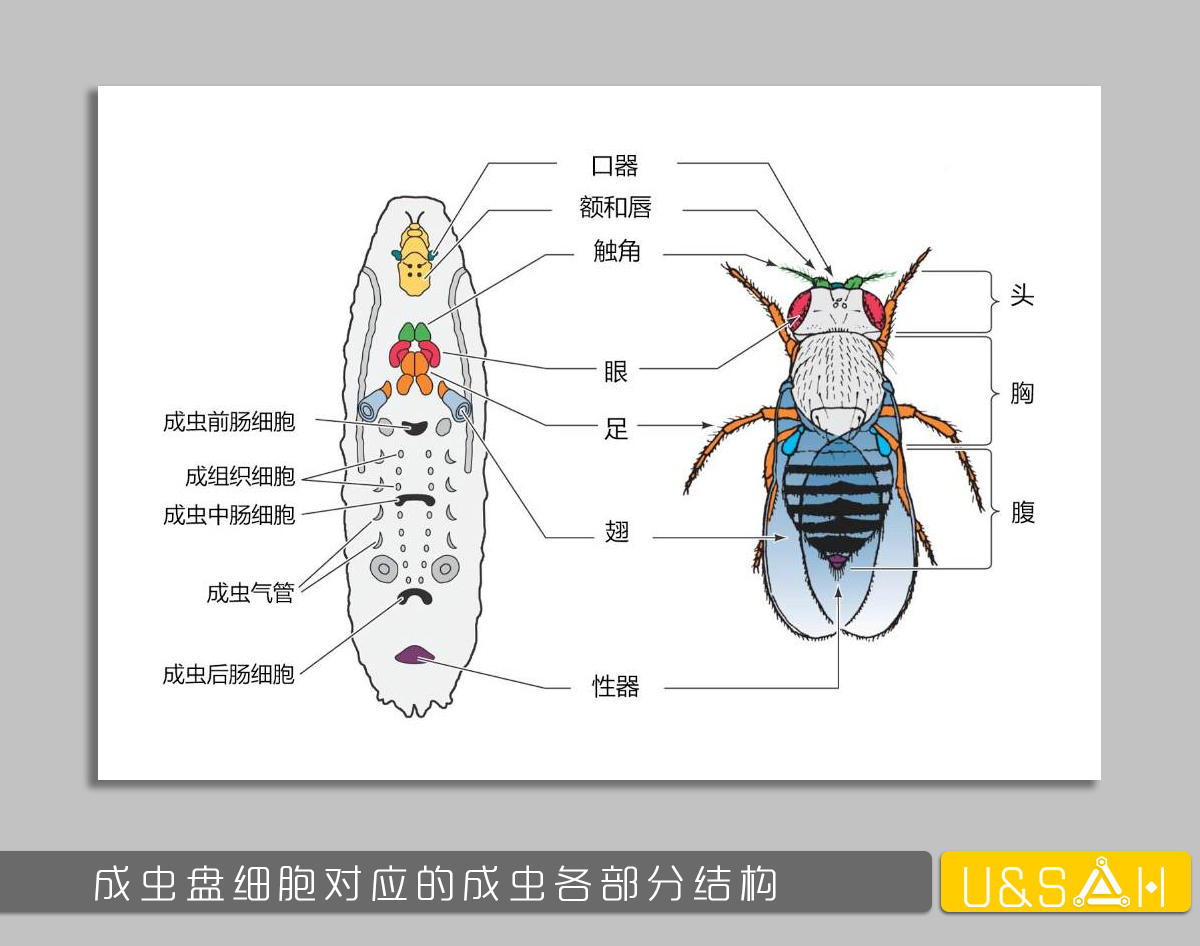 凡美丽的 都是残忍的 你一定想不到蝴蝶是多么的变态 科学矩阵 Mdeditor