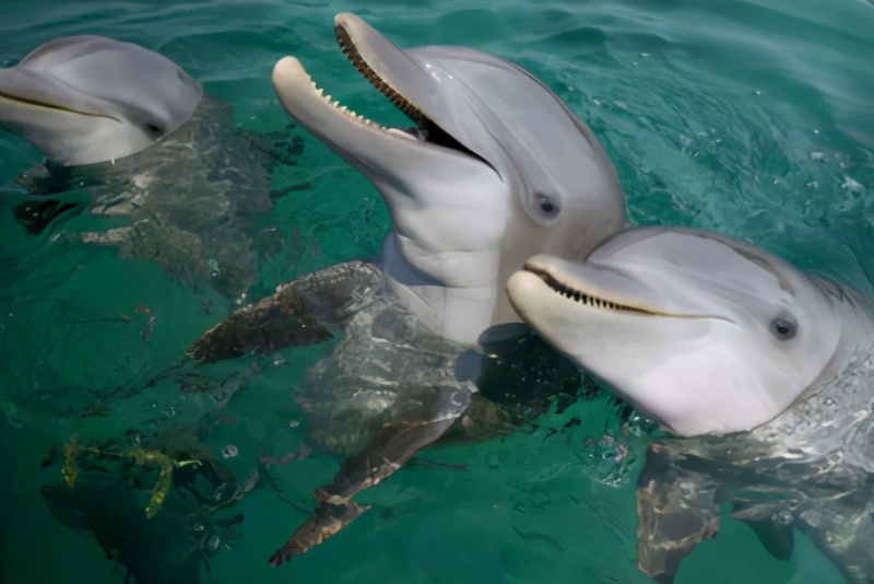 What Animal Is The Most talkative INEWS