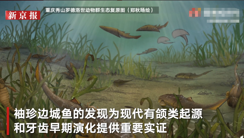 重庆秀山发现志留纪袖珍边城鱼：体长仅4厘米 或系凶猛掠食者