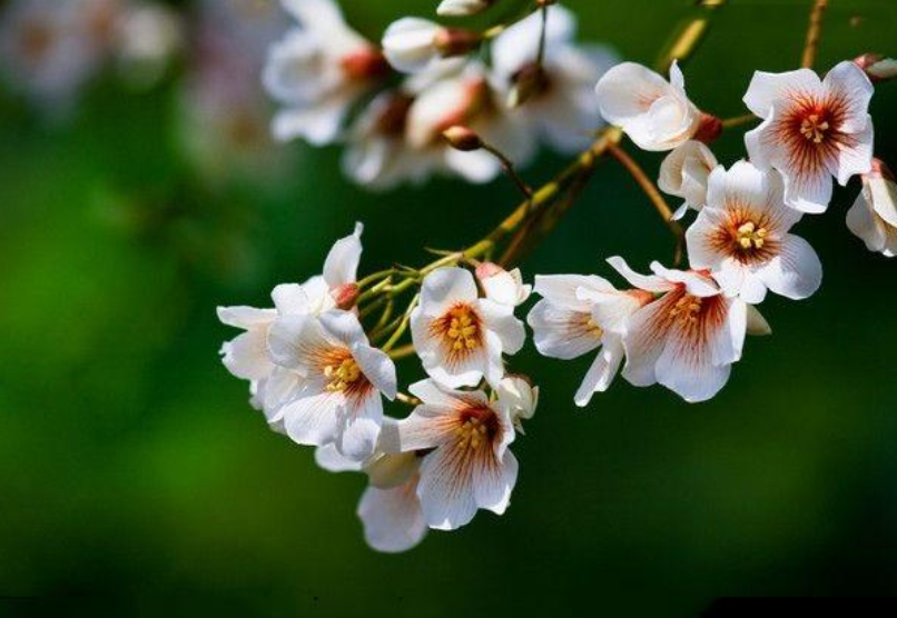 紫桐花发即清明，十二首桐花的诗词，又沉静又素雅-第9张图片-非凡网