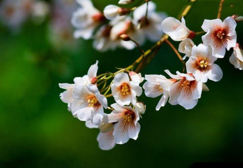 紫桐花发即清明，十二首桐花的诗词，又沉静又素雅-第9张图片-诗句网