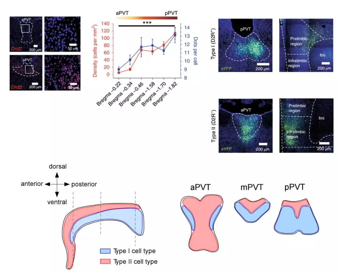 微小腦區的精確再細分