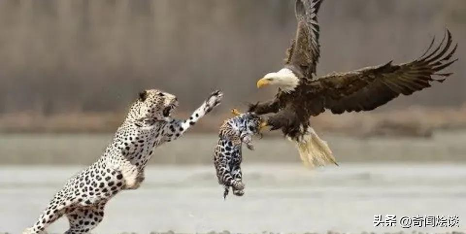 生吞活啃的动物残酷捕食瞬间被抓拍让人惊叹到过目不忘真壮观
