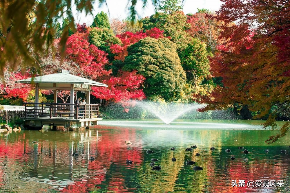 觀賞日本高岡古城公園的秋葉 領略秋天神奇的色彩 中國熱點