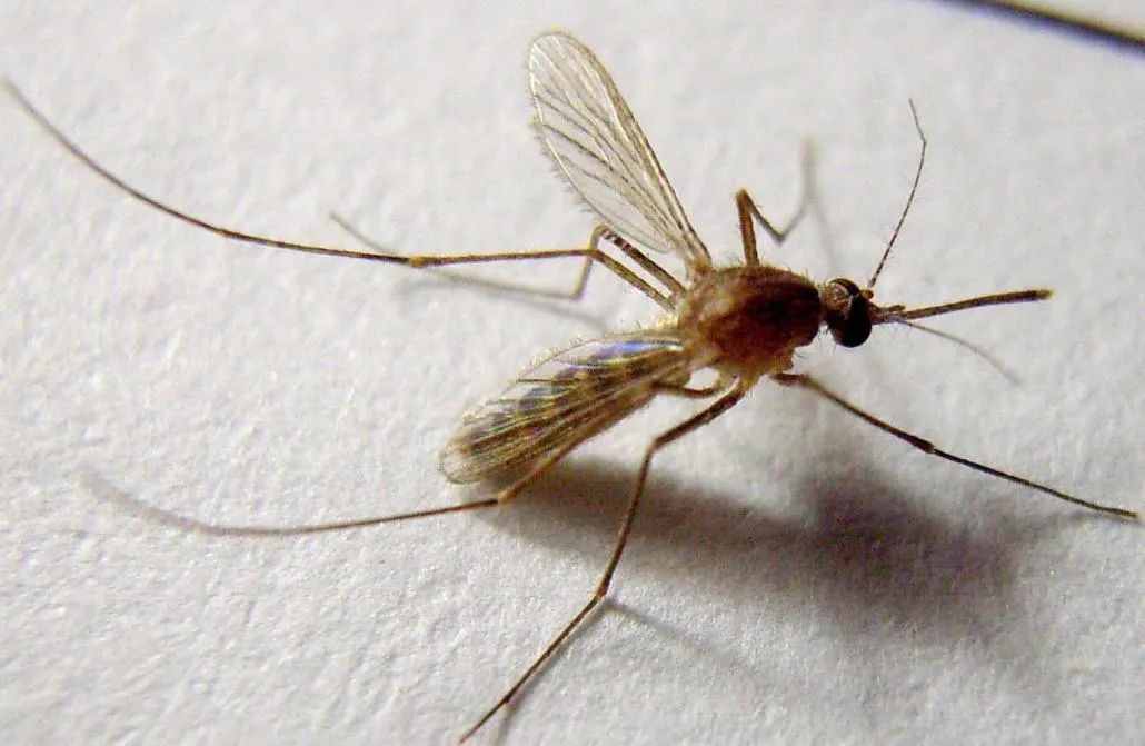 美国放大招！打算放生10亿基因改造蚊子，人们害怕诞生超级蚊子